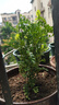 驅蚊草盆栽正宗清香胡椒木植物室內外花卉九里香盆景樹(shù)苗老樁綠植 清香木【驅蚊驅蟲(chóng)】?jì)H剩：18件 2年【驅蚊10平方】原土原盆+肥 曬單實(shí)拍圖