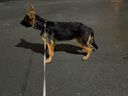 蒂瑞科純種德牧幼犬弓背黑背德國牧羊犬活體大型狼狗獵犬寵物狗 寵物級(jí) 曬單實(shí)拍圖