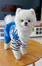 阿莫爾狗狗衣服秋冬款可牽引四腳背帶褲泰迪比熊博美小型犬寵物貓咪服裝 藍(lán)色【可牽引】 M(建議5-8斤具體參考胸圍背長(zhǎng)) 曬單實(shí)拍圖