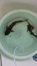 森森魚(yú)缸增氧泵水族箱氧氣泵LQE-100家用小型充氧泵4W單孔+全套配件 曬單實(shí)拍圖