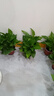 雙盟 綠蘿盆栽除甲醛花卉綠植辦公室新房凈化空氣110款10盆裝源頭直發(fā) 曬單實拍圖