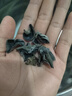 覓鮮生黑木耳金耳銀耳干貨無(wú)根肉厚云南特產(chǎn)農家小碗耳涼拌糖水火鍋食材 【無(wú)根肉厚】黑木耳 100g 曬單實(shí)拍圖