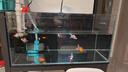 創(chuàng)寧魚缸漁池循環(huán)變頻潛水泵 水族箱安靜抽水  水陸兩用 魚池假山過濾 升級款【超輕音25W】流量2200-3500L 曬單實(shí)拍圖