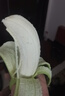 精品云南香蕉高山香蕉現(xiàn)摘新鮮水果甜生青香蕉banana自然熟綠皮 精品高山蕉 9斤 曬單實(shí)拍圖