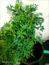 蕓香草臭草植物賊仔草盆栽室外陽臺菜園四季花苗臭艾驅(qū)蚊驅(qū)蛇食用 蕓香草小顆 不帶盆 曬單實(shí)拍圖