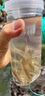 抓魚瓶兒童捕撈魚神器倒須不漏戶外小溪水庫塑料捉魚專用全套工具 大號加厚【抓魚瓶四件套】 【裝魚瓶+地插+餌料+手繩】 曬單實拍圖