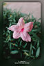 松下S5M2（20-60mm F3.5-5.6）（Panasonic）S5二代 全畫幅微單相機 約2420萬有效像素 新相位混合對焦 曬單實拍圖