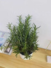 京厽高品質(zhì)可食用迷迭香苗盆栽驅蚊植物香草薄荷苗水培花卉不支持退貨 迷迭香中苗加侖盆+營(yíng)養液 含盆 曬單實(shí)拍圖