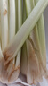 綠食者 新鮮西芹1000g 大芹菜 洋芹菜 健康輕食蔬菜 曬單實拍圖