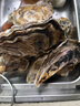 鮮海道 鮮活乳山生蠔5XL 凈重5斤 9-12只 生鮮海鮮貝類(lèi) 源頭直發(fā) 曬單實(shí)拍圖