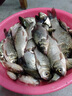 霸統(tǒng)鯽魚釣魚小藥鯽藥酒黑坑野釣水庫鯽魚專用餌料添加劑開口劑誘魚劑 鯽藥酒 曬單實(shí)拍圖