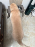 愛肯拿（ACANA）狗糧 鴨肉梨成犬低敏去淚痕全價(jià)通用原裝進(jìn)口糧11.4kg效期26/3 曬單實(shí)拍圖