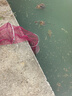神鯊25cm*2米涂膠魚(yú)護網(wǎng)兜漁網(wǎng)防掛速干釣魚(yú)網(wǎng)兜便攜裝魚(yú)網(wǎng)袋漁具 曬單實(shí)拍圖