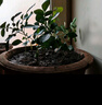 九里香盆栽茉莉花綠植室內(nèi)驅(qū)蚊四季開花帶花苞七里香水培盆景植物 【特價】高約16cm九里香苗6株 九里香 曬單實(shí)拍圖