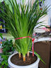 行湘龍鐵樹(shù)龍須樹(shù)綠植花卉 龍血樹(shù)70-80cm3棵 不含盆 源頭直發(fā) 曬單實(shí)拍圖
