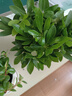 四季常青金魚(yú)花吊蘭盆栽室內綠植花卉多肉植物發(fā)財樹(shù)好養易活客廳 金魚(yú)吊蘭21-29棵+白螺紋盆 曬單實(shí)拍圖