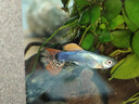 寵小俠純種孔雀魚(yú)觀(guān)賞魚(yú)好養耐活淡水小型魚(yú)熱帶魚(yú)鳳尾熱帶魚(yú)小魚(yú)苗 練手孔雀2-3cm60條（40送20備損 曬單實(shí)拍圖
