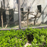 寶寶巴士jojo點(diǎn)讀繪本歡唱英文童謠英語(yǔ)啟蒙幼兒園兒童雙語(yǔ)早教發(fā)聲書(shū)寶貝赳赳點(diǎn)讀筆可用立體翻翻書(shū)兒童生日禮物黑色星期五 歡唱英文童謠【4冊】 曬單實(shí)拍圖