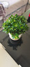 四季常青金魚(yú)花吊蘭盆栽室內綠植花卉多肉植物發(fā)財樹(shù)好養易活客廳 金魚(yú)吊蘭21-29棵+白色陶瓷盆 曬單實(shí)拍圖