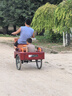 永久三輪車(chē)老人腳踏腳蹬腳踩自行單車(chē)老年人力車(chē)代步小型輕便成人 加大80斗酒紅色-正新輪胎-雙鏈條 曬單實(shí)拍圖