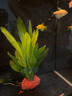 米家智能桌面魚(yú)缸豎版 智能桌面魚(yú)缸+專(zhuān)屬濾芯套裝 曬單實(shí)拍圖