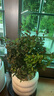 佰花錦小葉赤楠帶花盆植物辦公室內(nèi)四季常青客廳綠植盆栽茶臺桌面擺件 小葉赤楠+甜甜圈樹脂盆+黃沙 10-20cm 曬單實拍圖