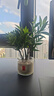 驅蚊竹柏水培植物大棵室內水養(yǎng)綠植花卉盆栽辦公室桌面驅蚊草好養(yǎng) 精選竹柏10顆+肥料 曬單實拍圖