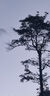 CONDOR日本衛(wèi)生間地板刷浴室地刷長柄清潔刷洗地刷廁所刷縫隙刷瓷磚神器 曬單實拍圖