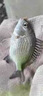 過(guò)江風(fēng)釣魚(yú)餌料誘魚(yú)劑鯽魚(yú)鯉魚(yú)專(zhuān)用餌料野釣黑坑濃腥正品通殺魚(yú)餌 買(mǎi)三贈二【一秒上魚(yú)】 曬單實(shí)拍圖