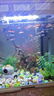 寵小俠純種孔雀魚(yú)觀(guān)賞魚(yú)好養耐活淡水小型魚(yú)熱帶魚(yú)鳳尾熱帶魚(yú)小魚(yú)苗 練手孔雀魚(yú)15條+可食用半年魚(yú)糧80g 曬單實(shí)拍圖