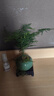 泰西絲文竹盆景桌面綠植盆栽 文竹+綠哥窯冰裂盆+苔蘚+方托 源頭直發(fā) 曬單實拍圖