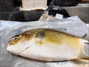 繽鮮 新鮮海捕金鯧魚(yú) 大鯧魚(yú)海鮮平魚(yú)冷凍扁魚(yú)冰鮮大鯧魚(yú)海魚(yú)銀魚(yú) 【200-300克/條】?jì)糁?【嘗鮮發(fā)4條】 曬單實(shí)拍圖