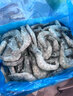 美加佳南美白蝦無(wú)冰凈重3斤 規格40/50 單凍大蝦 家庭聚餐  海鮮水產(chǎn) 曬單實(shí)拍圖