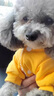 寵城狗狗衣服帶帽四腳衣可秋冬款加厚保暖防掉毛小型犬貓咪可愛(ài)背帶褲 翅膀四腳衣 XS【建議1-3斤 參考胸圍背長(cháng)】 曬單實(shí)拍圖
