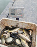 神翁鯉魚(yú)專(zhuān)用小藥黑坑野釣鯉魚(yú)一瓶搞定誘食劑正釣偷驢回鍋魚(yú)釣魚(yú)小藥 鯉魚(yú)一瓶搞定+送藥酒（鯉魚(yú)套裝) 曬單實(shí)拍圖