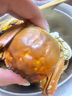 【活蟹】乾澄大閘蟹現(xiàn)貨 全母2.3-2.6兩8只 六月黃鮮活螃蟹去繩足重海鮮禮盒裝源頭直發(fā) 曬單實(shí)拍圖