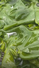 大連 鮮海帶 裙帶菜 海帶嫩苗兒童海白菜 海藻菜 裙帶菜葉3斤 曬單實(shí)拍圖