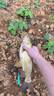 天元新紅蟲(chóng)風(fēng)暴400g鯽鯉草鳊魚(yú)綜合餌四季野釣釣魚(yú)小藥魚(yú)餌餌料 新紅蟲(chóng)風(fēng)暴400g ×5包 曬單實(shí)拍圖