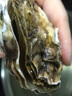 鮮海道 鮮活乳山生蠔5XL 凈重5斤 9-12只 生鮮海鮮貝類 源頭直發(fā) 曬單實(shí)拍圖