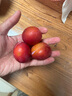 庾豐當(dāng)季新鮮現(xiàn)摘西梅 新鮮水果整箱 孕婦藍(lán)蜜法蘭西梅 團(tuán)購送禮 5斤裝（凈果4.5斤）甄選果王 顆顆甄選 產(chǎn)地直發(fā) 曬單實(shí)拍圖