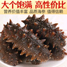 三只海豚 即食海參 大連鮮食刺參單個裝 大連特產(chǎn)遼刺參13-17只500g 曬單實拍圖