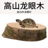 龜真壽龍眼木 特大號  烏龜曬臺(tái)爬臺(tái)休息臺(tái)養(yǎng)龜龜缸造景龍眼樹樁 曬單實(shí)拍圖