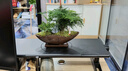 文竹小盆栽竹子新中式禪意茶室微景觀室內辦公室花卉綠植盆景植物 紫砂海納文竹 曬單實拍圖