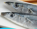 純色本味 冷凍精品俄羅斯秋刀魚凈重2斤 燒烤食材 生鮮魚類 曬單實拍圖