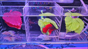 泰國斗魚(yú)母魚(yú)七彩婚紗尾觀(guān)賞魚(yú)桌面小寵物小型熱帶淡水魚(yú)好養包郵 精品黃色半月公/SS級大尾 曬單實(shí)拍圖
