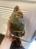 舟山梭子蟹鮮活特大野生大螃蟹新鮮冷凍海鮮水產(chǎn)海蟹飛蟹白蟹順豐 7-9兩/只【5斤凈重 特大肥壯】 曬單實(shí)拍圖