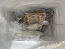 舟山梭子蟹鮮活特大野生大螃蟹新鮮冷凍海鮮水產(chǎn)海蟹飛蟹白蟹順豐 7-9兩/只【5斤凈重 特大肥壯】 曬單實(shí)拍圖