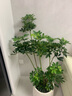 鴨腳木懶人綠植客廳大型盆栽落地室內好養辦公室花卉盆栽高級感 鴨腳木1.2-1.4m 白色聚寶樹(shù)脂盆 曬單實(shí)拍圖