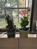 巴西龍骨植物盆栽大辦公室面招財(cái)盆景室內(nèi)客廳好養(yǎng)多肉綠植花卉 紫龍骨30-40cm.3-5分叉（原盆） 曬單實(shí)拍圖