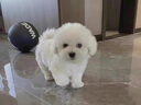朵蔓純種比熊幼犬小型活物雙血統(tǒng)飛耳卷毛比熊犬家養(yǎng)寵物狗長不大可愛 血統(tǒng)級 比熊 母 曬單實拍圖